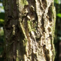 Corylus colurna 