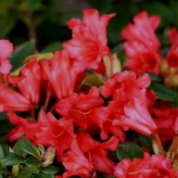 Rhododendron'Bengal' 