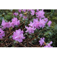Rhododendron praecox 