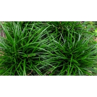 Carex foliosissima'Irish Green