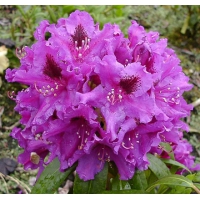 Rhododendron'Azurro' 