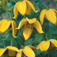 Clematis'Corry' 