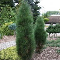 Pinus nigra'Green Tower' 