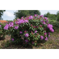 Rhododendron'Roseum Elegans' 