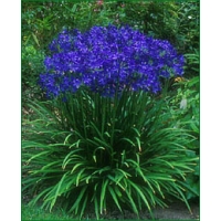 Agapanthus'Early Blue' 