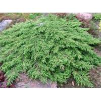 Juniperus communis'Repanda' 