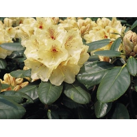 Rhododendron'Goldbukett' 