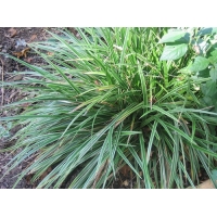 Carex morrowii'Variegata'