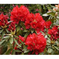 Rhododendron'David' 