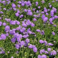 Scabiosa columbaria'Butterfly blue' 