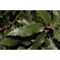 Quercus acutissima 