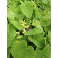 Epimedium pinnatum colchicum