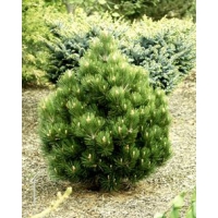 Pinus heldreichii'Compact Gem' 