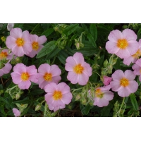 Helianthemum hybride'Lawrenson's Pink'