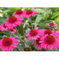 Echinacea'Delicious Candy'