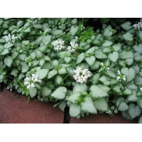 Lamium maculatum'White Nancy'