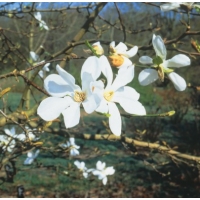 Magnolia'Kobus' leivorm 