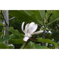 Magnolia officinalis 