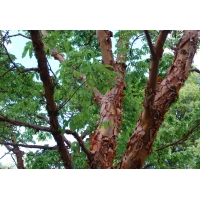 Acer griseum 
