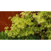 Acer palmatum'Seiryu' 
