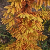 Metasequoia glyptostroboides'All Bronze' 