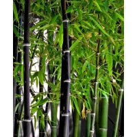 Phyllostachys nigra -Bamboe 