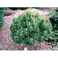 Pinus mugo'Kafumbi' 