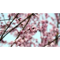 Amandel (Prunus dulcis'Robijn) 