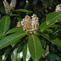 Prunus laurocerasus'Caucasica' 