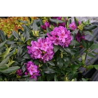 Rhododendron'Lee Dark's Purple' 