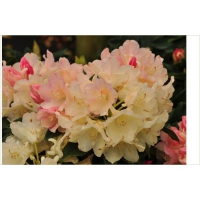 Rhododendron yakushimanum'Grumpy' 
