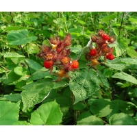 Rubus phoenicolasius 