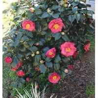 Camellia japonica'Dr.King' 