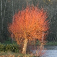 Salix alba'Chermesina' 