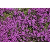 Thymus praecox'Purple Beauty'