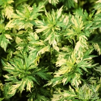 Artemisia vulgaris'Oriental Limelight'