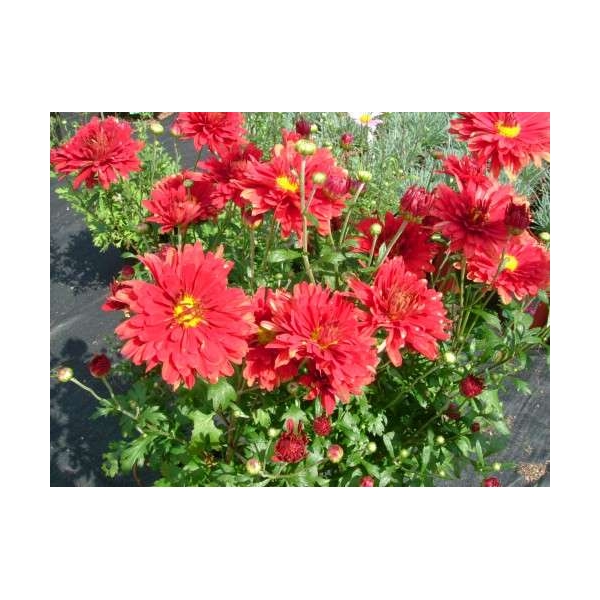 Dendranthema Rubellum'Duchess Of Edinburgh'