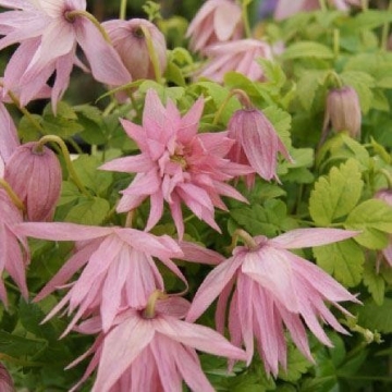Clematis'Country Rose'