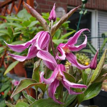 Clematis'Andante'