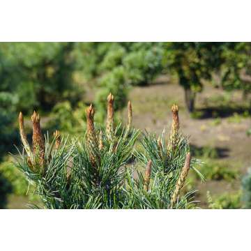 Pinus parviflora'Iri-Fune'