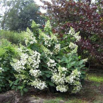 Hydrangea paniculata'Papillon'
