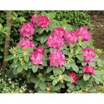 Rhododendron'Germania'