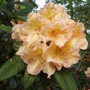 Rhododendron'Tortoiseshell Yellow'