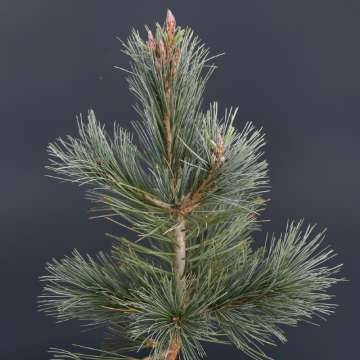 Pinus sylvestris'Martham'