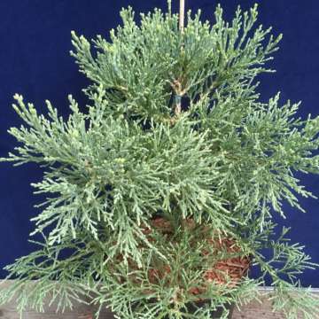Sequoiadendron giganteum'Von Martin'