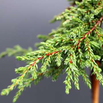Juniperus communis'Zeal'