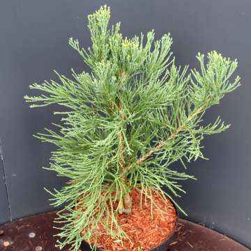 Sequoiadendron giganteum'Pierie'