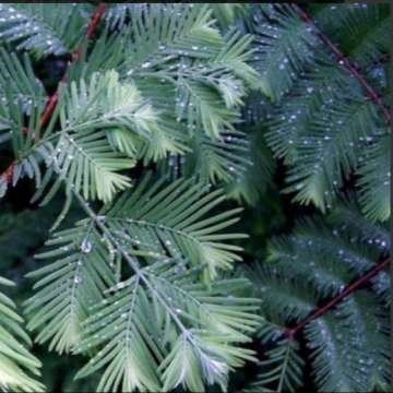 Metasequoia glyptostroboides'Blue-Ish'