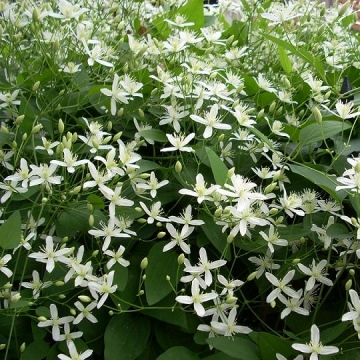 Clematis'Little White Charm'