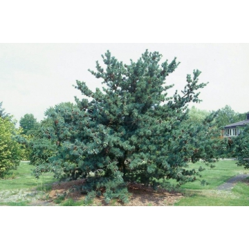 Pinus parviflora'Blauer Engel'